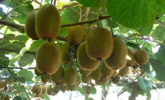 Pellanet Αγροτικά - ΚΑΤΑΓΓΕΛΙΑ ΤΗΣ Π.Ε. ΠΙΕΡΙΑΣ ΓΙΑ ΤΟΥΣ ΠΑΡΑΓΩΓΟΎΣ  ΑΚΤΙΝΙΔΊΩΝ - Pellanet